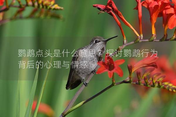 鹦鹉点头是什么意思？探讨鹦鹉行为背后的心理与情感