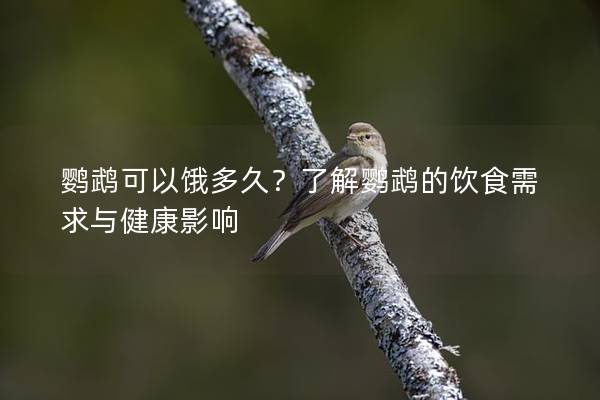 鹦鹉可以饿多久？了解鹦鹉的饮食需求与健康影响