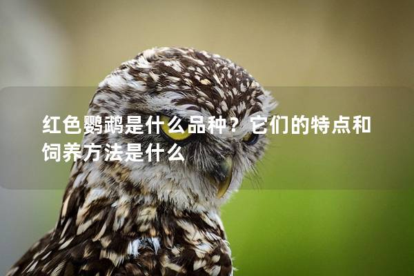 红色鹦鹉是什么品种？它们的特点和饲养方法是什么