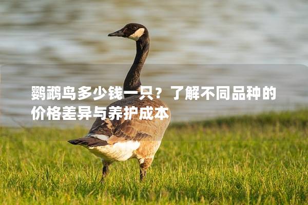 鹦鹉鸟多少钱一只？了解不同品种的价格差异与养护成本