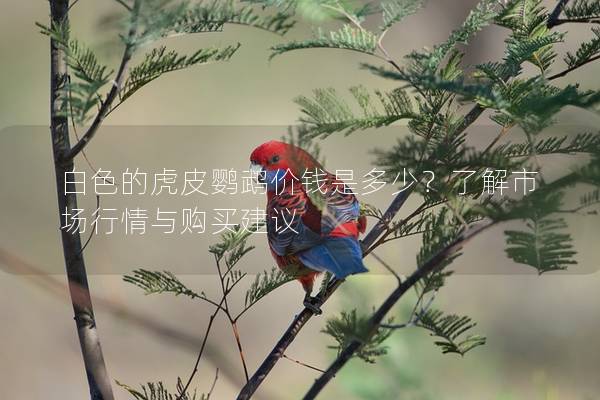 白色的虎皮鹦鹉价钱是多少？了解市场行情与购买建议