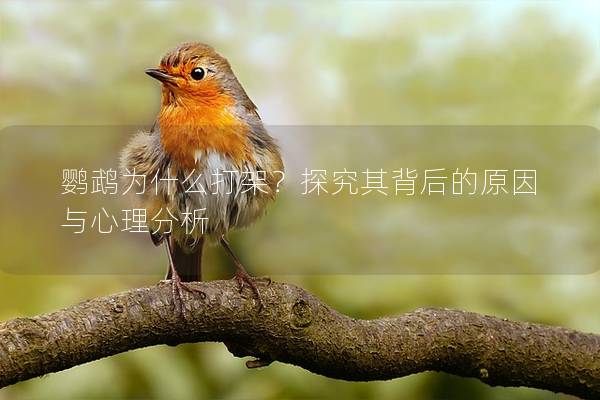 鹦鹉为什么打架？探究其背后的原因与心理分析