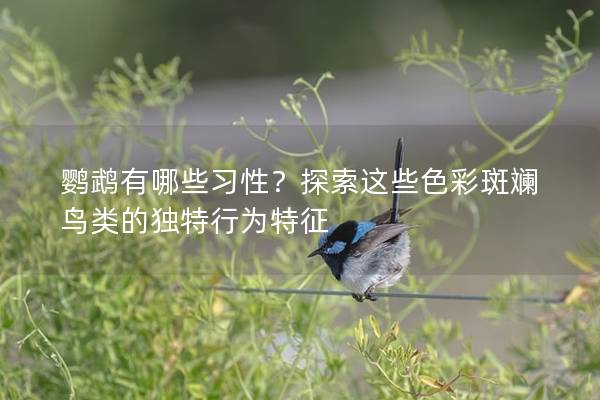 鹦鹉有哪些习性？探索这些色彩斑斓鸟类的独特行为特征