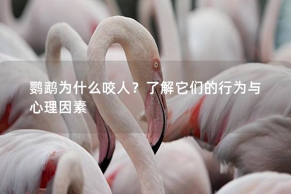 鹦鹉为什么咬人？了解它们的行为与心理因素