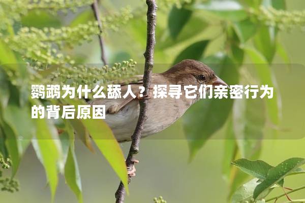 鹦鹉为什么舔人？探寻它们亲密行为的背后原因