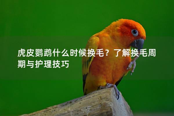 虎皮鹦鹉什么时候换毛？了解换毛周期与护理技巧