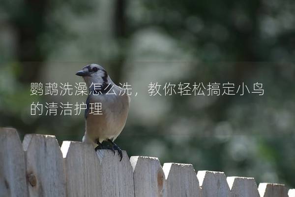 鹦鹉洗澡怎么洗，教你轻松搞定小鸟的清洁护理