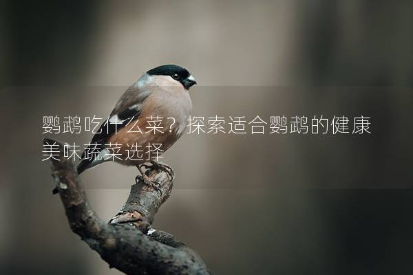 鹦鹉吃什么菜？探索适合鹦鹉的健康美味蔬菜选择