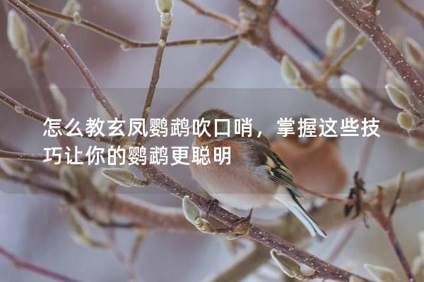 怎么教玄凤鹦鹉吹口哨，掌握这些技巧让你的鹦鹉更聪明