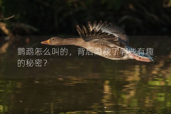 鹦鹉怎么叫的，背后隐藏了哪些有趣的秘密？