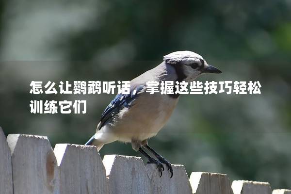 怎么让鹦鹉听话，掌握这些技巧轻松训练它们