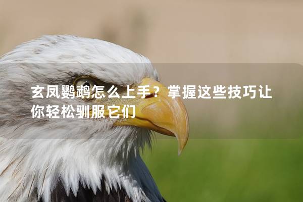 玄凤鹦鹉怎么上手？掌握这些技巧让你轻松驯服它们