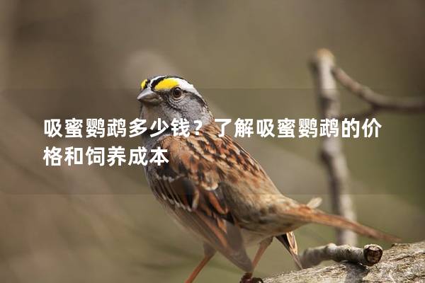 吸蜜鹦鹉多少钱？了解吸蜜鹦鹉的价格和饲养成本