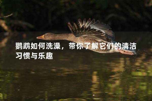 鹦鹉如何洗澡，带你了解它们的清洁习惯与乐趣