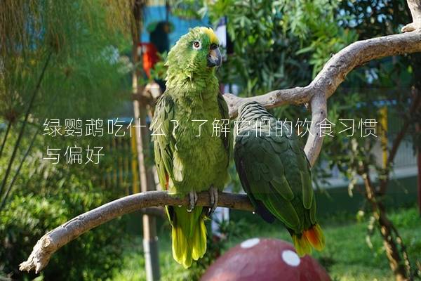 绿鹦鹉吃什么？了解它们的饮食习惯与偏好