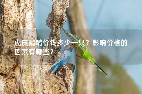 虎皮鹦鹉价钱多少一只？影响价格的因素有哪些？