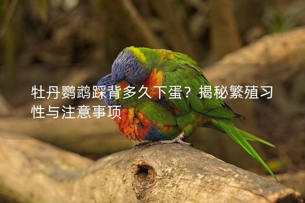 牡丹鹦鹉踩背多久下蛋？揭秘繁殖习性与注意事项
