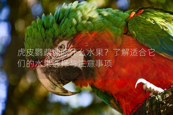 虎皮鹦鹉能吃什么水果？了解适合它们的水果选择与注意事项