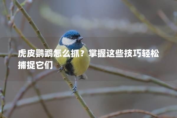虎皮鹦鹉怎么抓？掌握这些技巧轻松捕捉它们