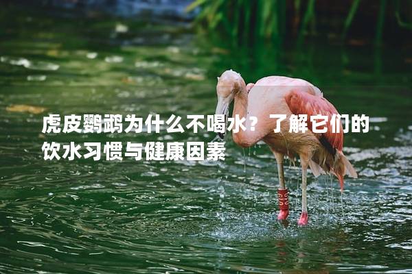 虎皮鹦鹉为什么不喝水？了解它们的饮水习惯与健康因素