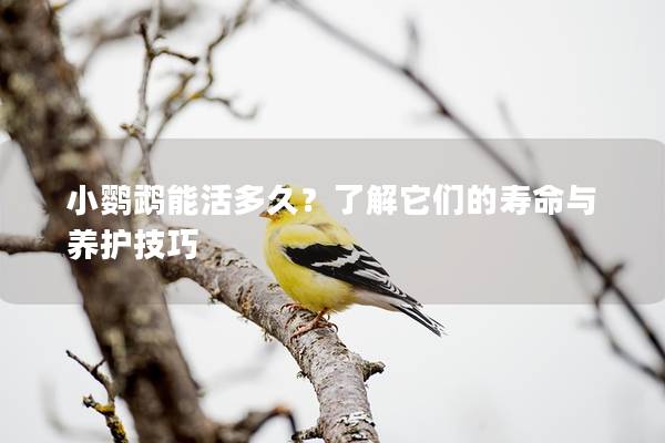 小鹦鹉能活多久？了解它们的寿命与养护技巧