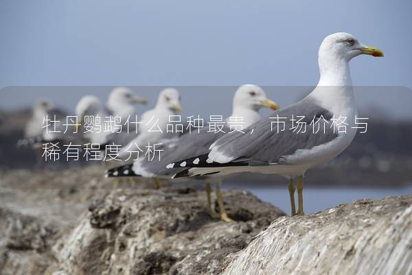 牡丹鹦鹉什么品种最贵，市场价格与稀有程度分析