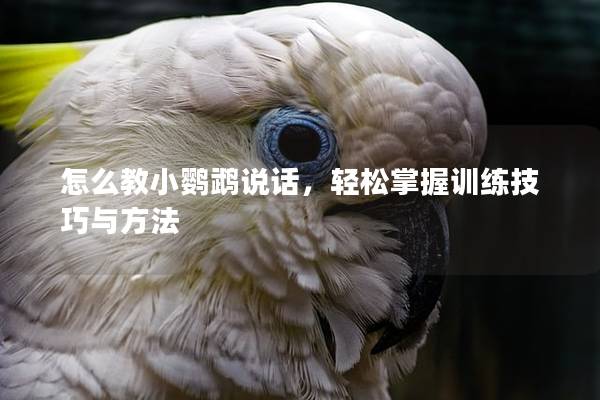 怎么教小鹦鹉说话，轻松掌握训练技巧与方法