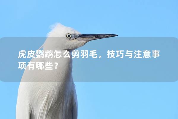 虎皮鹦鹉怎么剪羽毛，技巧与注意事项有哪些？