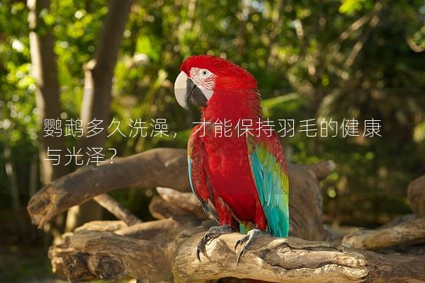 鹦鹉多久洗澡，才能保持羽毛的健康与光泽？