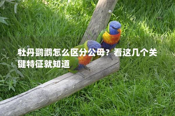 牡丹鹦鹉怎么区分公母？看这几个关键特征就知道