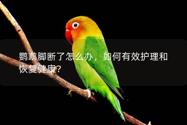 鹦鹉脚断了怎么办，如何有效护理和恢复健康？