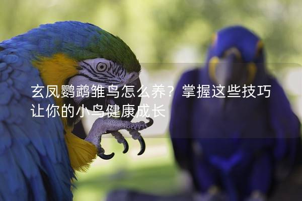 玄凤鹦鹉雏鸟怎么养？掌握这些技巧让你的小鸟健康成长