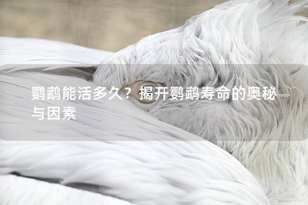 鹦鹉能活多久？揭开鹦鹉寿命的奥秘与因素