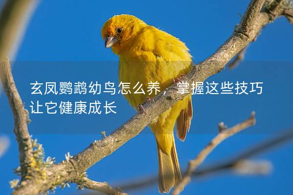 玄凤鹦鹉幼鸟怎么养，掌握这些技巧让它健康成长