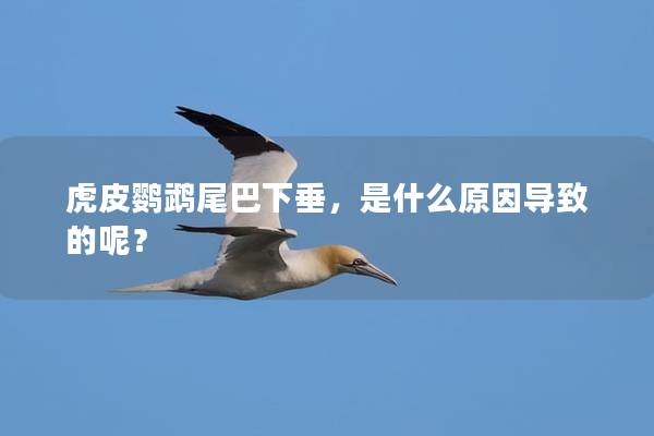 虎皮鹦鹉尾巴下垂，是什么原因导致的呢？