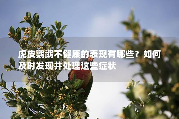虎皮鹦鹉不健康的表现有哪些？如何及时发现并处理这些症状
