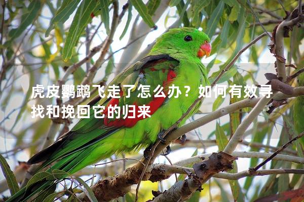 虎皮鹦鹉飞走了怎么办？如何有效寻找和挽回它的归来