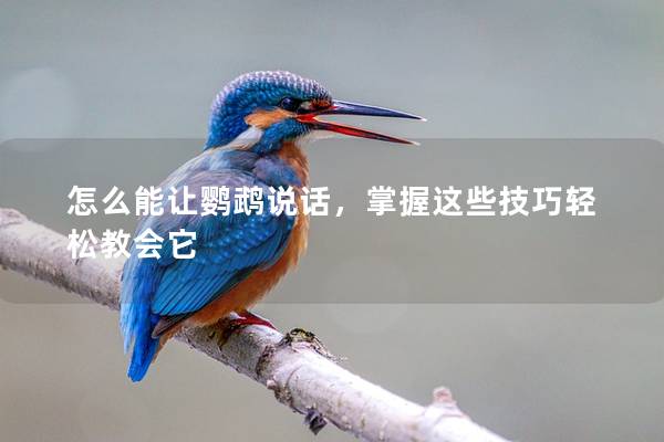 怎么能让鹦鹉说话，掌握这些技巧轻松教会它