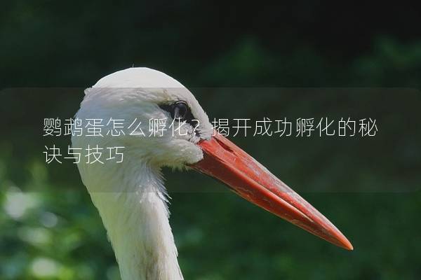 鹦鹉蛋怎么孵化？揭开成功孵化的秘诀与技巧