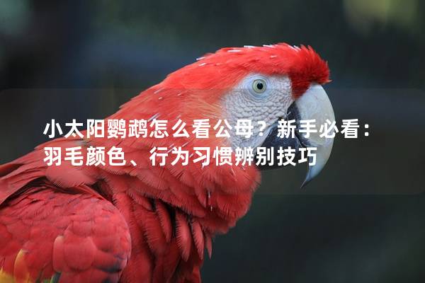 小太阳鹦鹉怎么看公母？新手必看：羽毛颜色、行为习惯辨别技巧
