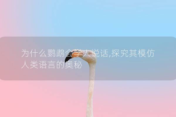 为什么鹦鹉会学人说话,探究其模仿人类语言的奥秘