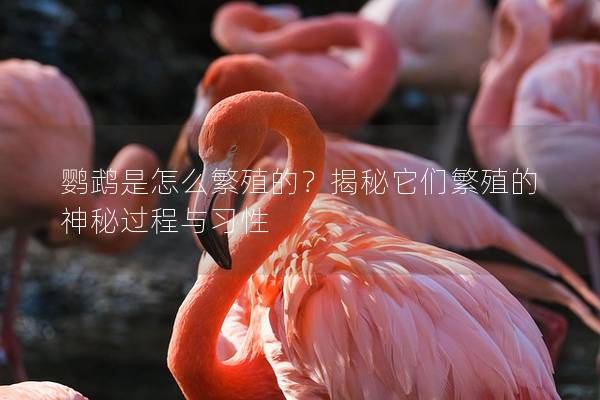 鹦鹉是怎么繁殖的？揭秘它们繁殖的神秘过程与习性