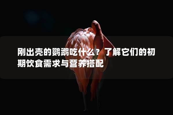 刚出壳的鹦鹉吃什么？了解它们的初期饮食需求与营养搭配