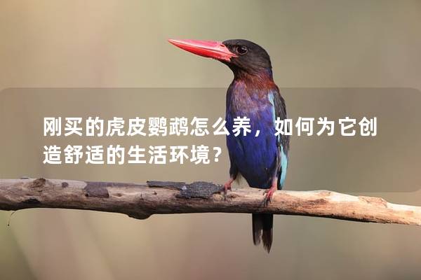 刚买的虎皮鹦鹉怎么养，如何为它创造舒适的生活环境？
