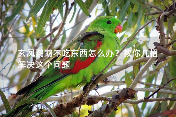 玄凤鹦鹉不吃东西怎么办？教你几招解决这个问题