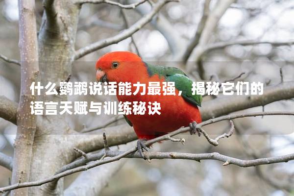 什么鹦鹉说话能力最强，揭秘它们的语言天赋与训练秘诀
