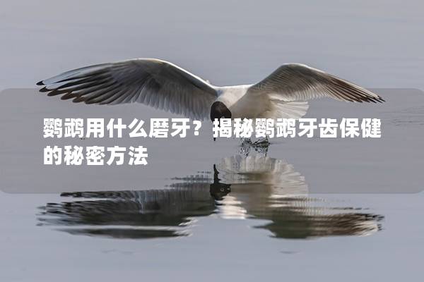 鹦鹉用什么磨牙？揭秘鹦鹉牙齿保健的秘密方法