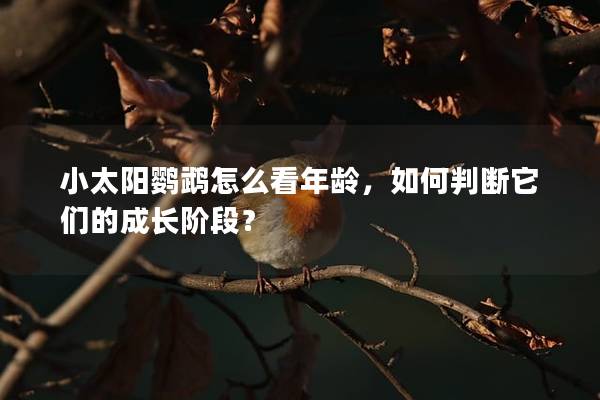 小太阳鹦鹉怎么看年龄，如何判断它们的成长阶段？