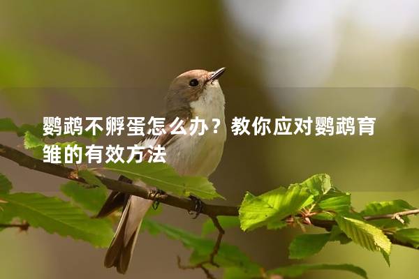 鹦鹉不孵蛋怎么办？教你应对鹦鹉育雏的有效方法