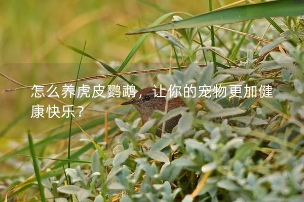 怎么养虎皮鹦鹉，让你的宠物更加健康快乐？